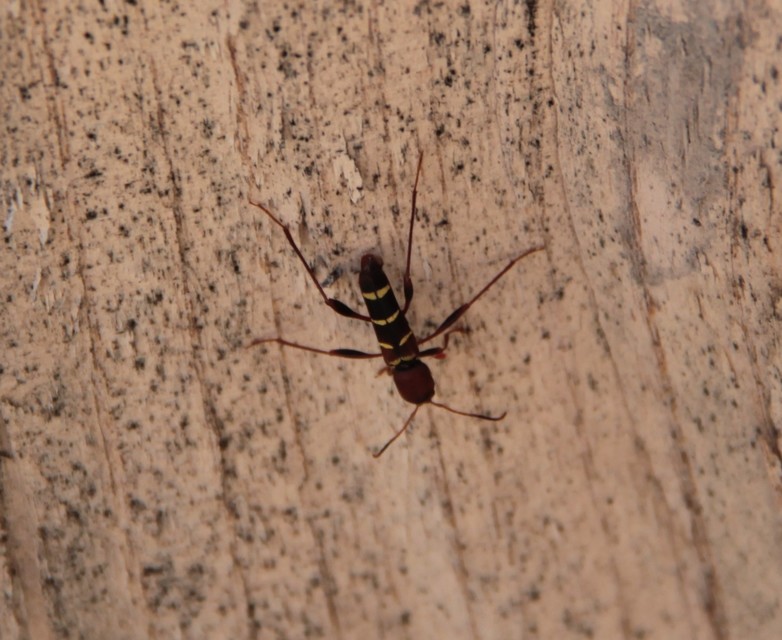 Neoclytus acuminatus - amerikai darázscincér