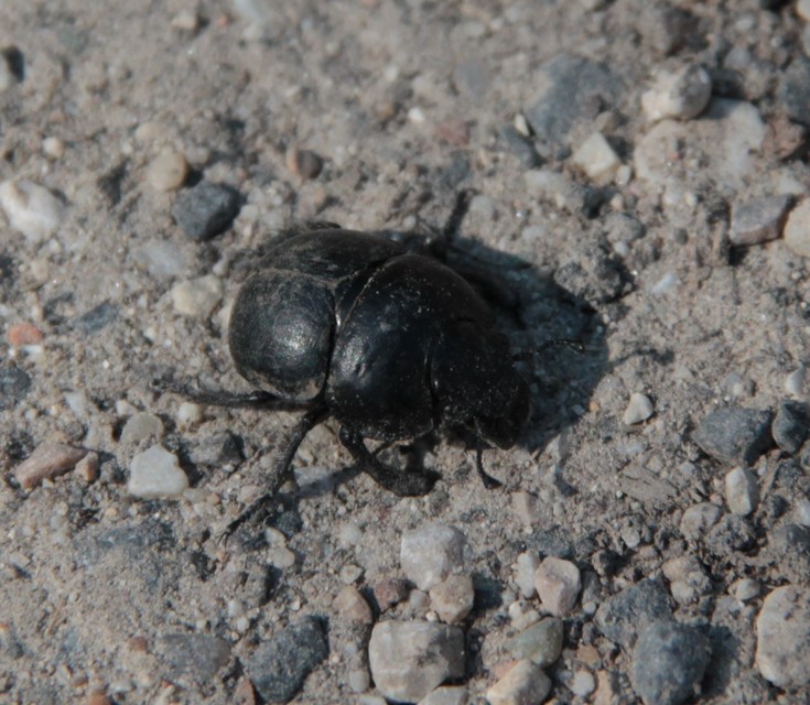 Lethrus apterus - nagyfejű csajkó