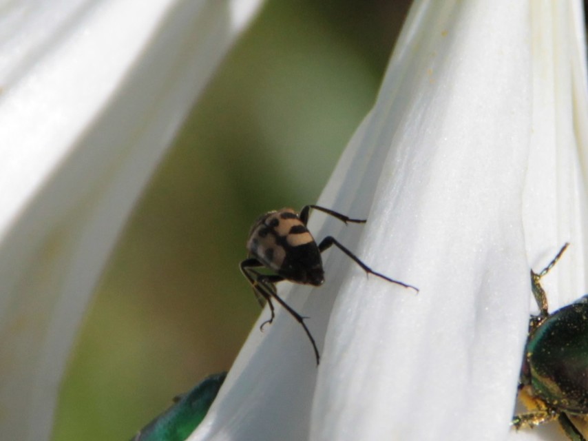 Pachytodes erraticus - rajzos virágcincér