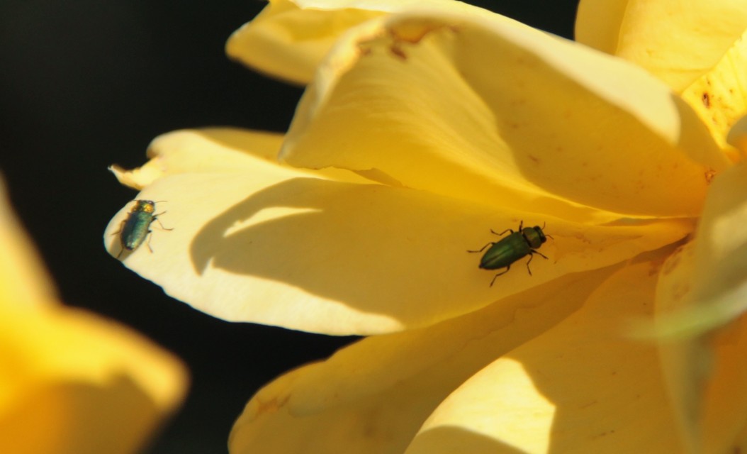 Anthaxia nitidula - ragyogó virágdíszbogár