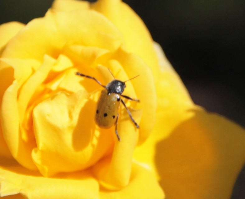 Lachnaia sexpunctata - szőrösnyakú zsákhordóbogár