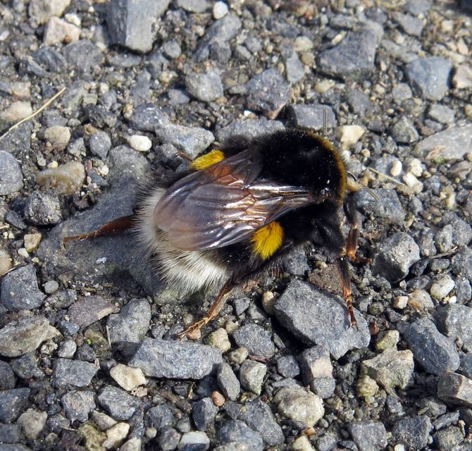 Bombus terrestris/lucorum