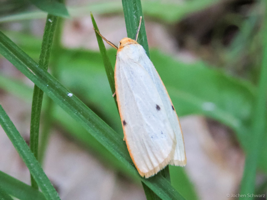 Cybosia mesomella - csontszínű molyszövő