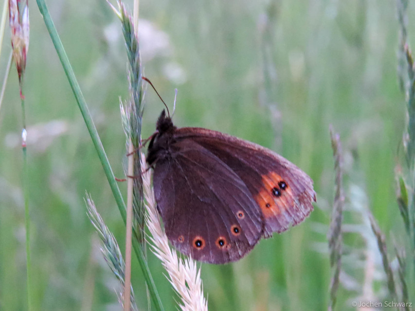 Erebia medusa - tavaszi szerecsenlepke