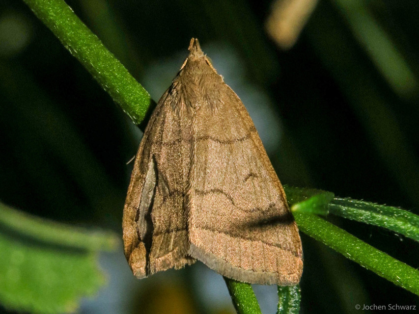 Treitschkendia tarsipennalis - tollaslábú karcsúbagoly
