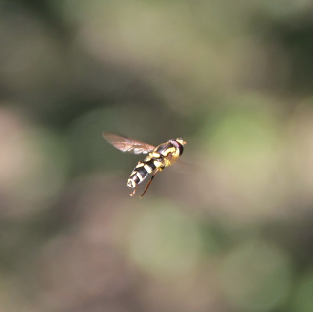 Xanthogramma