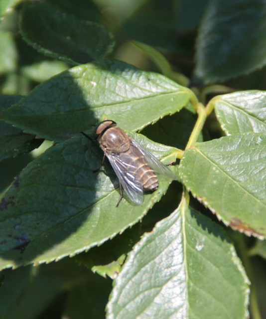 Tabaninae