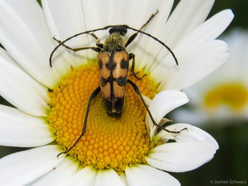 Pachytodes erraticus - rajzos virágcincér