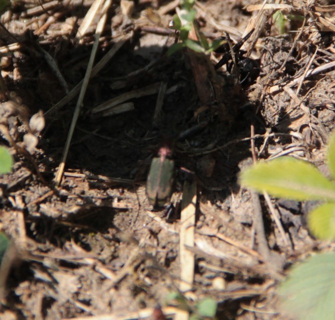 Cylindera germanica - parlagi homokfutrinka