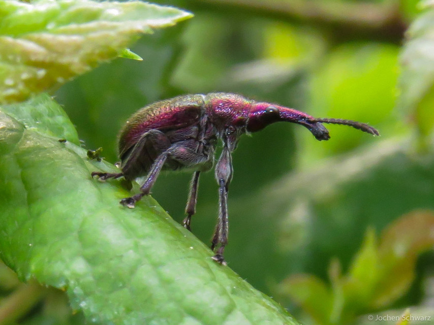 Rhynchites auratus - aranyos eszelény