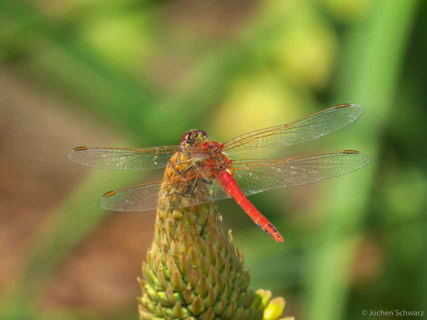 Sympetrum fonscolombii - vándor katona-szitakötő