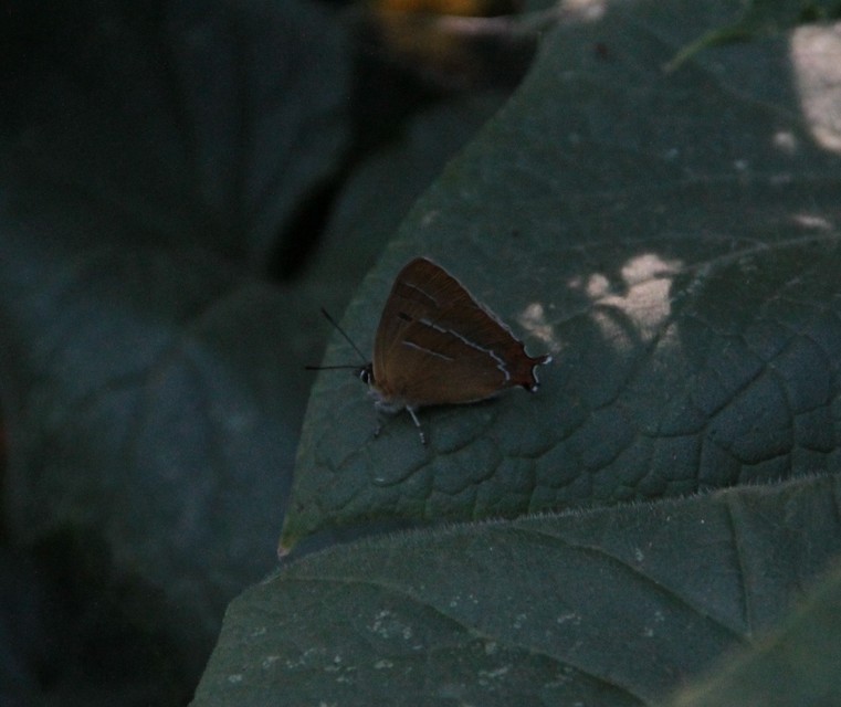 Thecla betulae - nyírfalepke