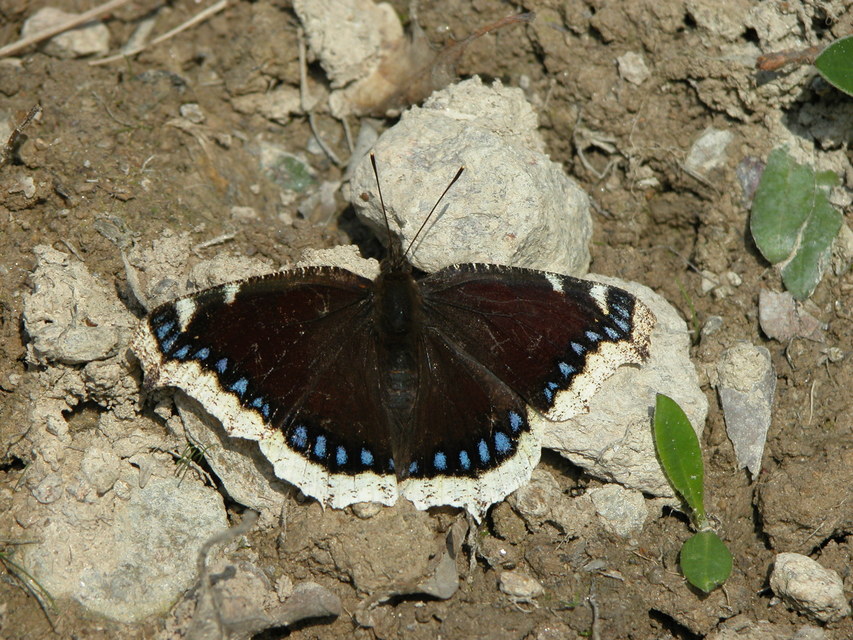 Nymphalis antiopa - gyászlepke