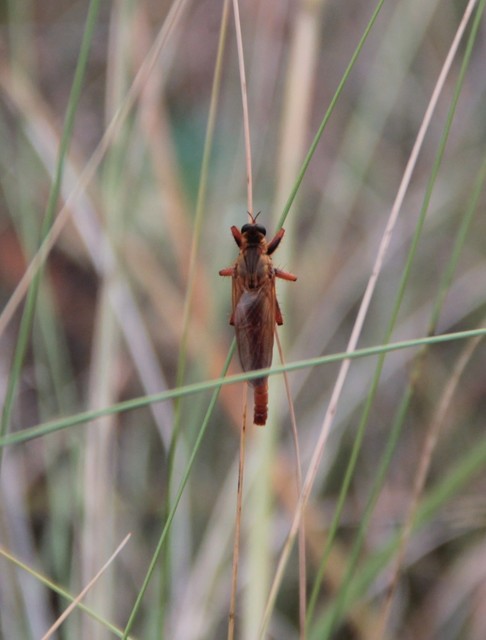 Stenopogon sabaudus