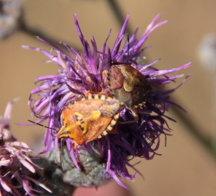 Carpocoris