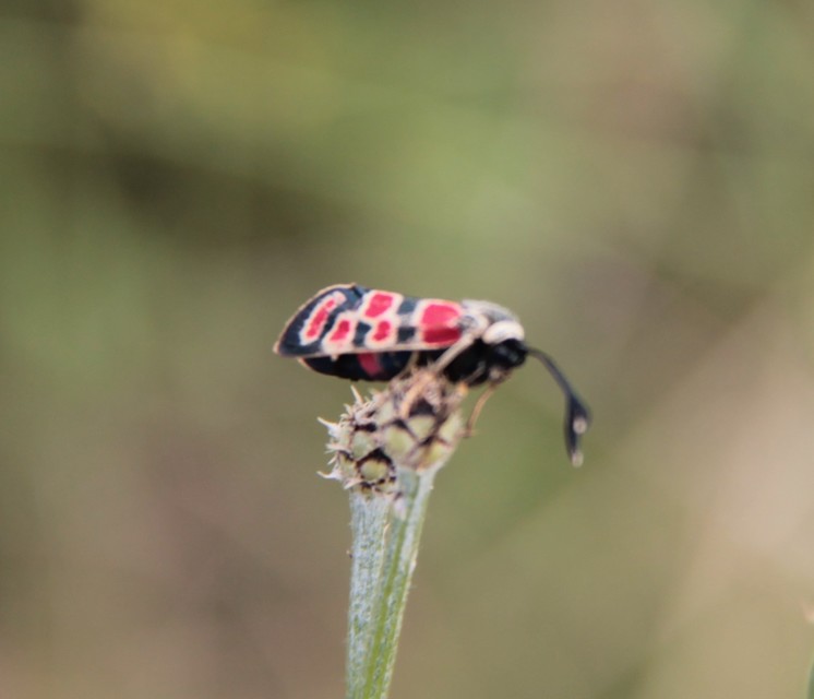 Zygaena carniolica - fehérgyűrűs csüngőlepke