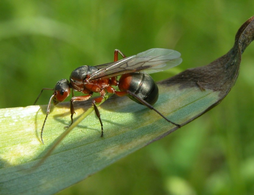 Formica pratensis - réti vöröshangya