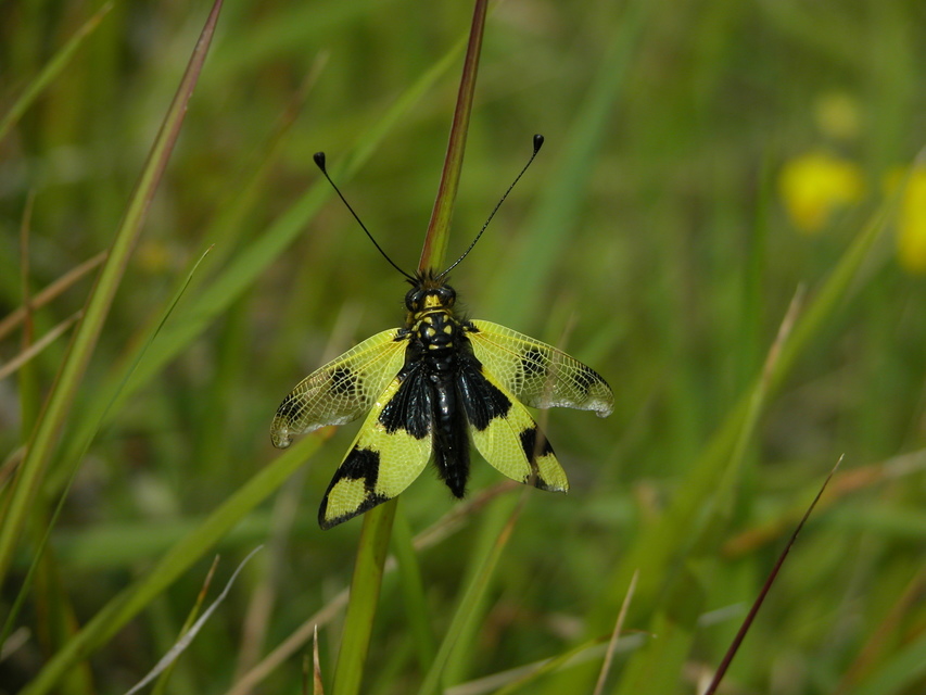 Libelloides macaronius - keleti rablópille