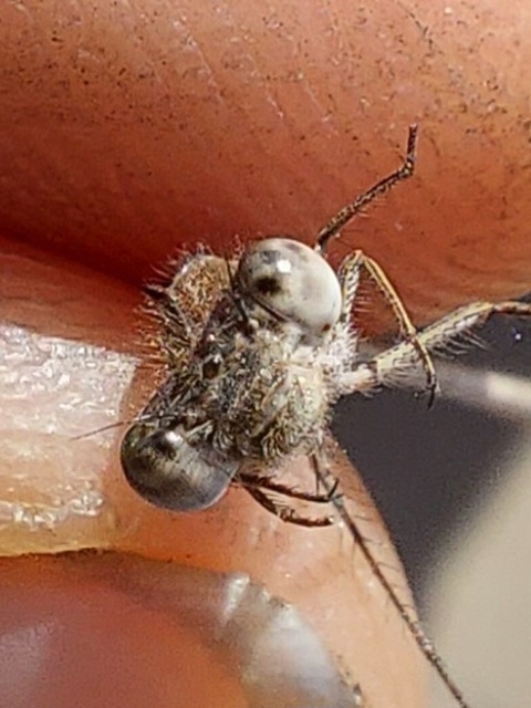 Sympecma fusca - téli rablószitakötő