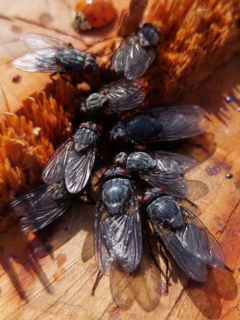 Calliphora vicina - kék dongólégy