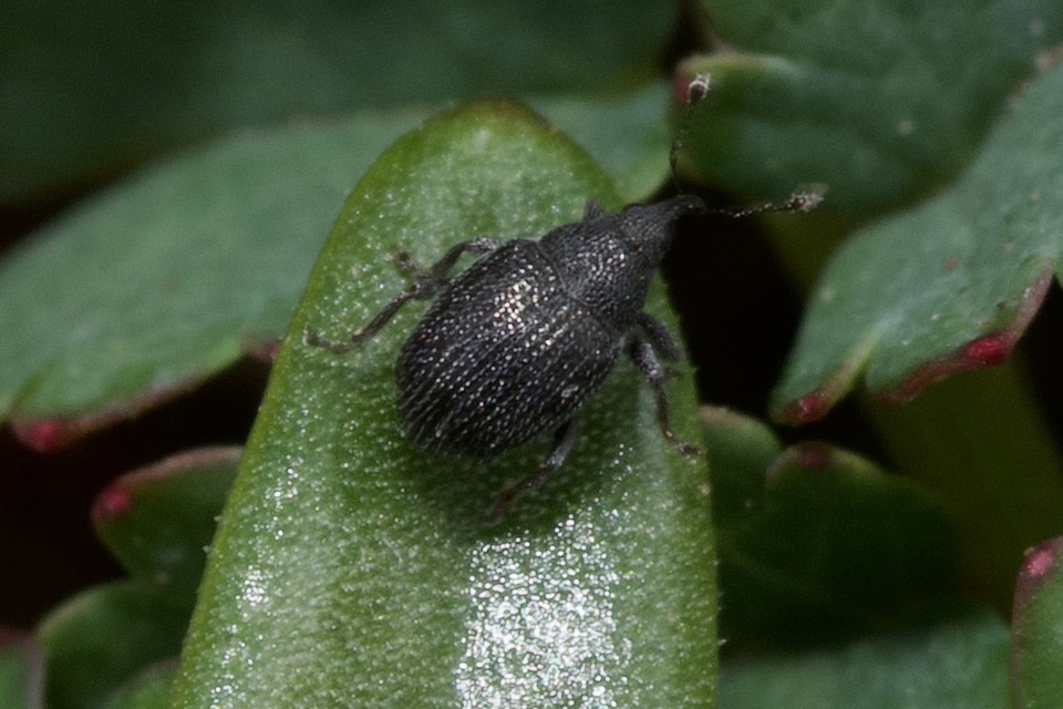 Ceutorhynchus posthumus - rejtőke-ceutormányos