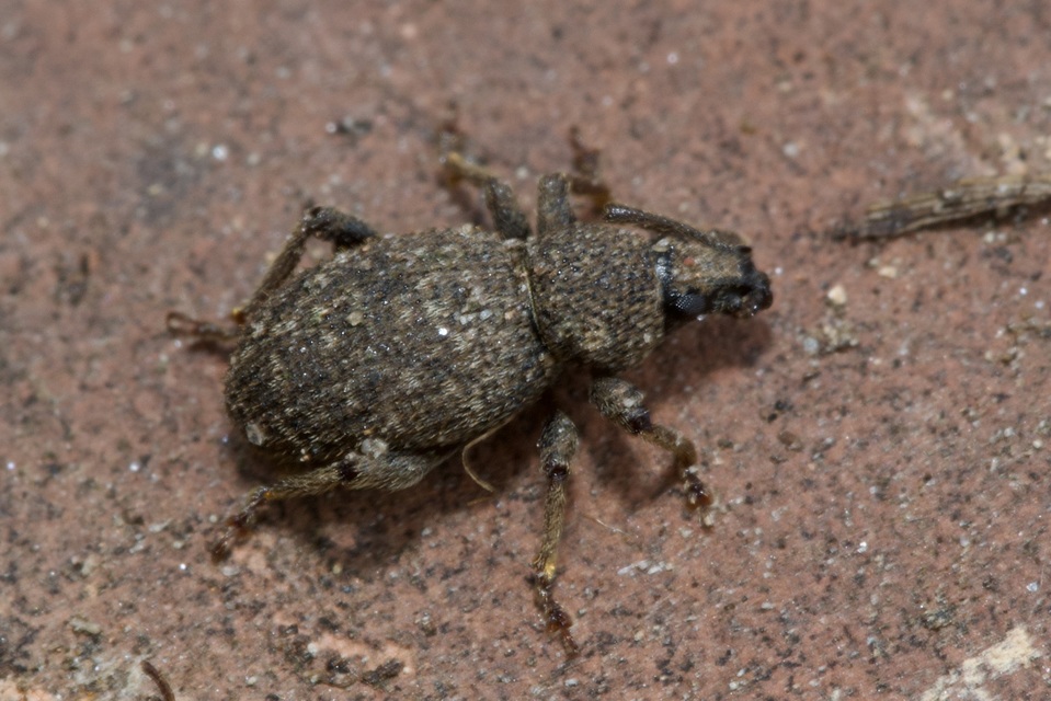 Otiorhynchus hystrix - sörtés gyalogormányos
