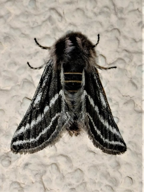 Lycia zonaria - öves tavasziaraszoló