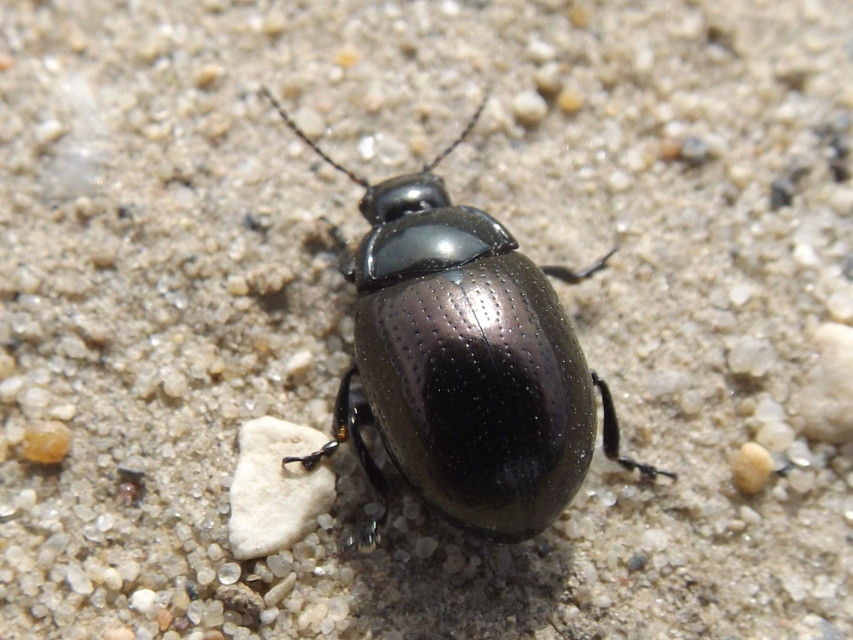 Chrysolina oricalcia - bronzos levélbogár