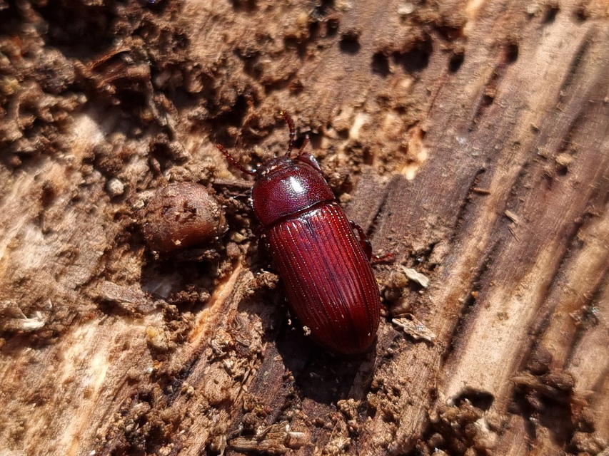 Uloma culinaris - nagy rágványbogár
