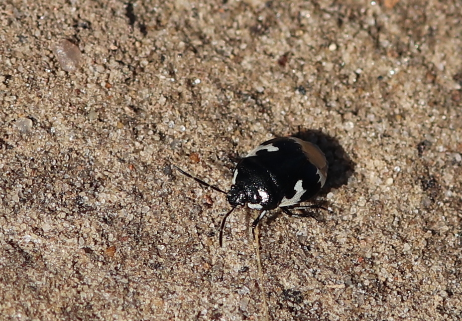 Tritomegas bicolor - foltos földipoloska