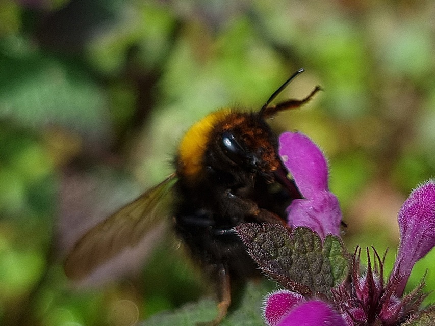 Bombus - poszméhek