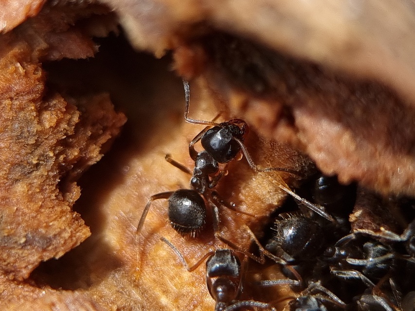 Lasius platythorax - erdei feketehangya
