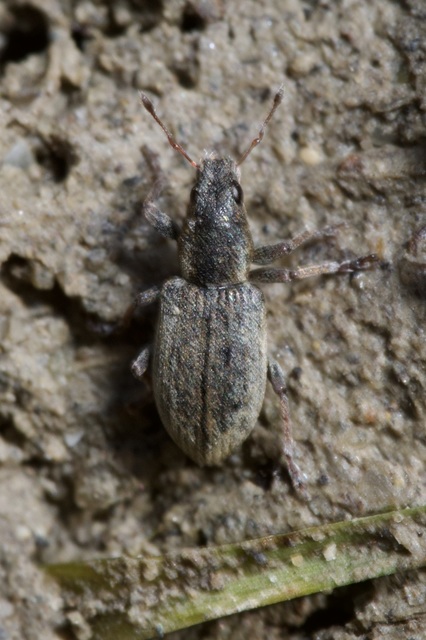 Sitona humeralis - lucerna-csipkézőbogár