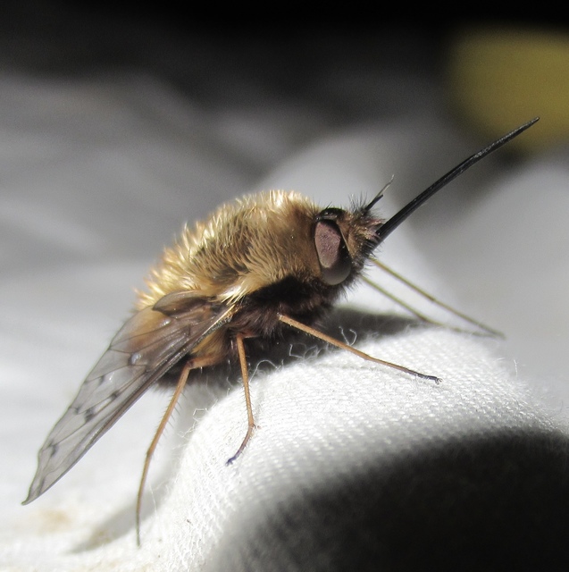 Bombylius discolor - feketefarú pöszörlégy