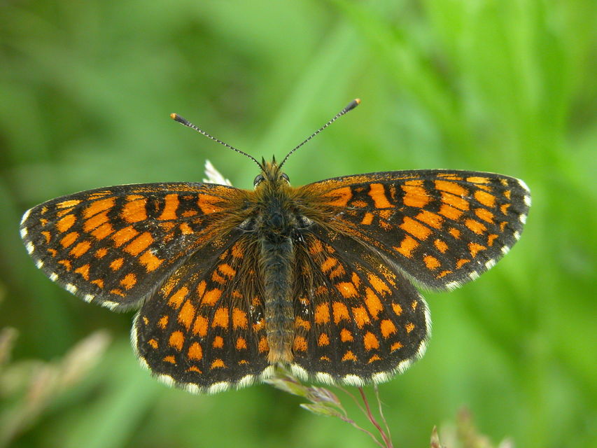 Melitaea aurelia - recés tarkalepke
