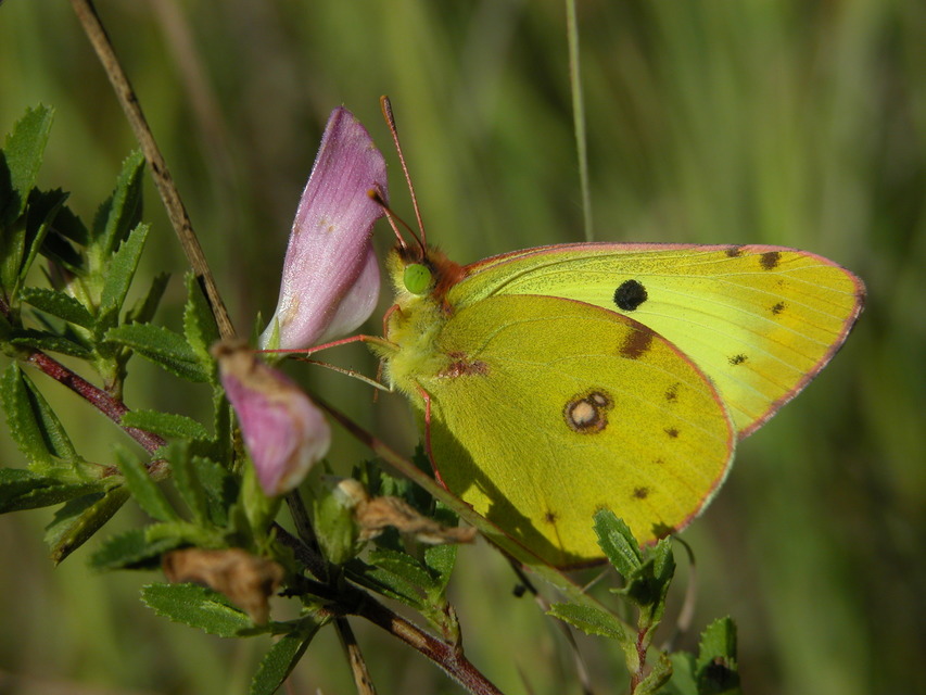 Colias alfacariensis - déli kéneslepke