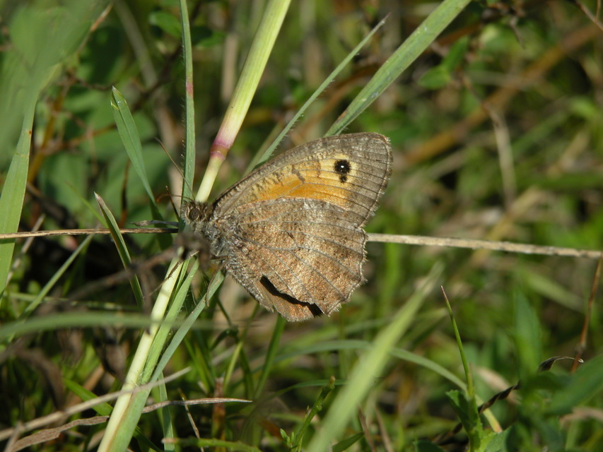 Arethusana arethusa - közönséges szemeslepke