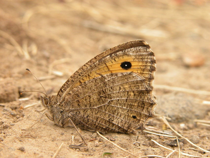 Arethusana arethusa - közönséges szemeslepke
