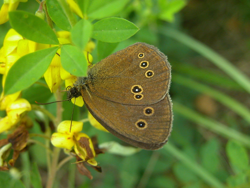 Aphantopus hyperanthus - közönséges ökörszemlepke