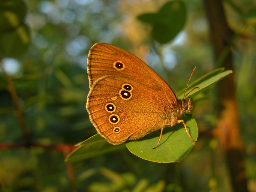 Aphantopus hyperanthus - közönséges ökörszemlepke