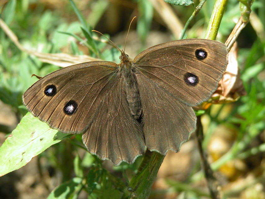 Minois dryas - fekete szemeslepke