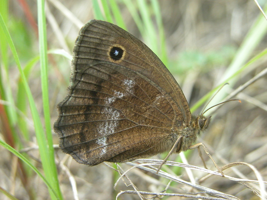 Minois dryas - fekete szemeslepke