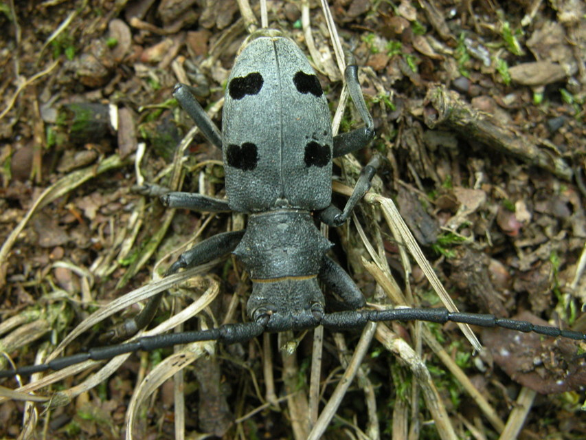 Morimus asper funereus - gyászcincér