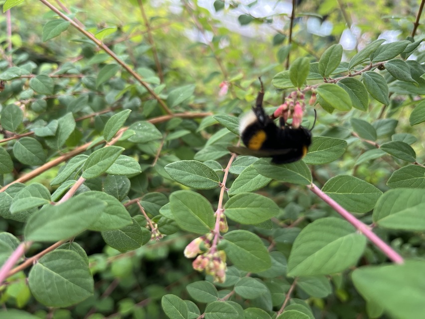 Bombus terrestris/lucorum