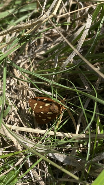Hyphoraia aulica - barna medvelepke