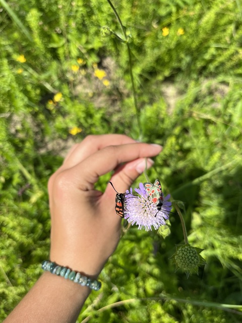 Zygaena carniolica - fehérgyűrűs csüngőlepke