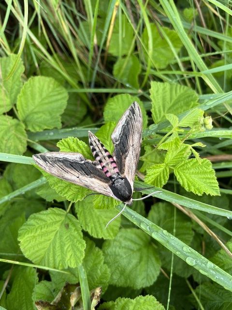 Sphinx ligustri - fagyalszender