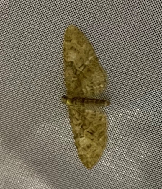 Eupithecia abbreviata - korai törpearaszoló