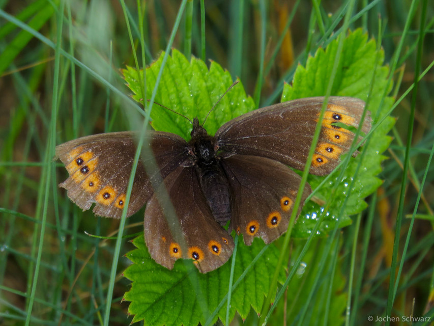 Erebia medusa - tavaszi szerecsenlepke