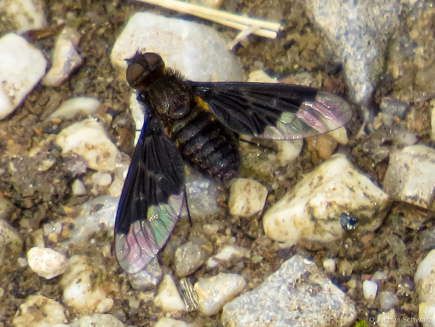 Hemipenthes morio - közönséges gyászlégy